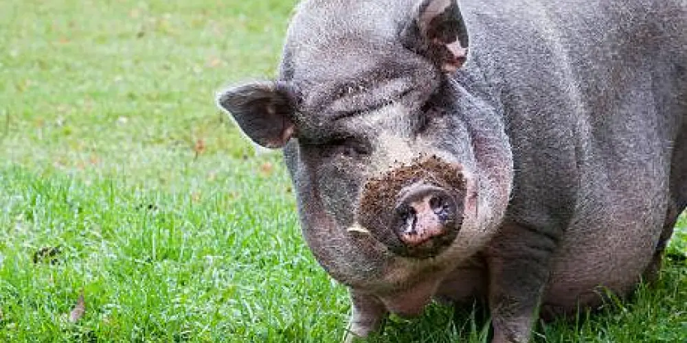 Imagem do grupo de WhatsApp conversas