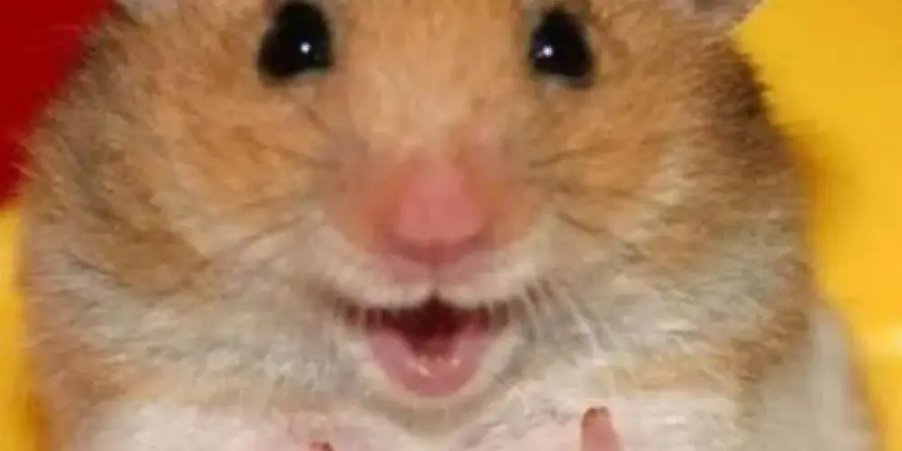 Imagem do grupo de WhatsApp Conversas aleatórias 🤪