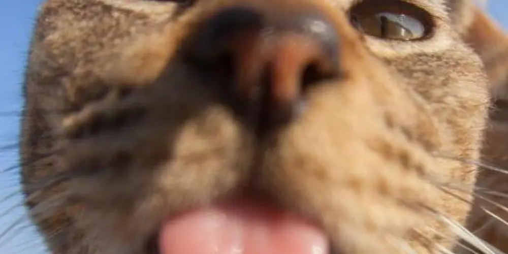 Imagem do grupo de WhatsApp Conversas aleatórias