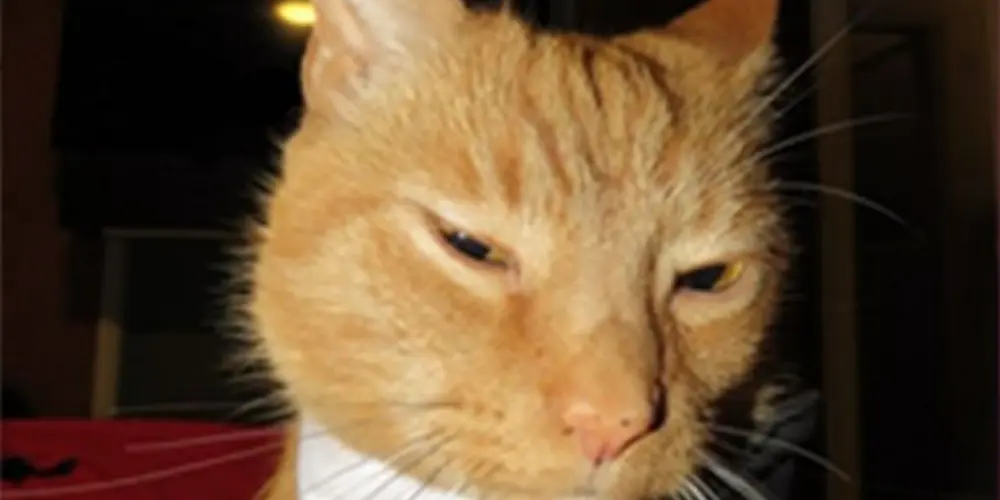 Imagem do grupo de WhatsApp conversas aleatórias