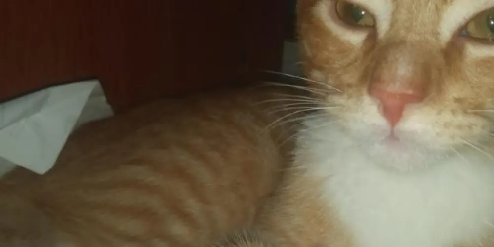 Imagem do grupo de WhatsApp CONVERSAS☃️ E NAMORO❤️