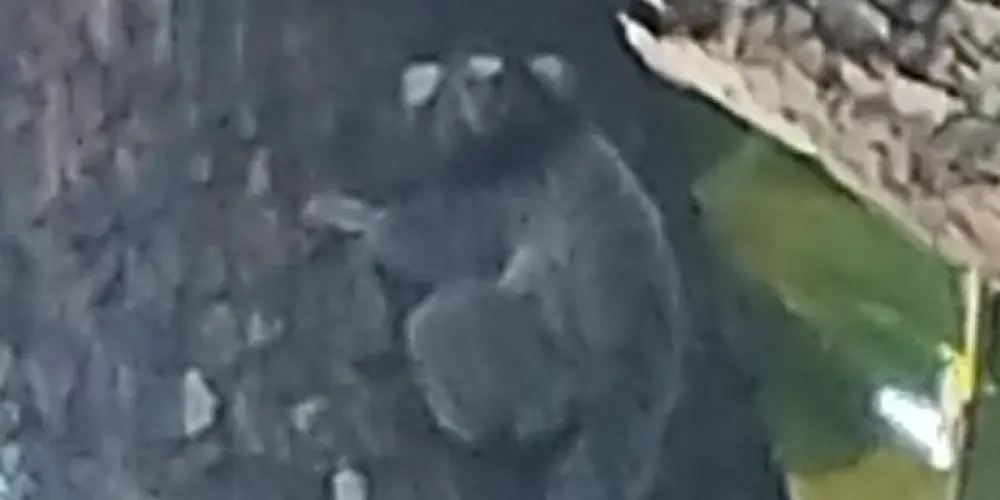 Imagem do grupo de WhatsApp Conversas Gerais