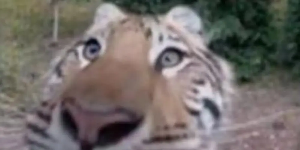 Imagem do grupo de WhatsApp CONVERSAS LEGAIS