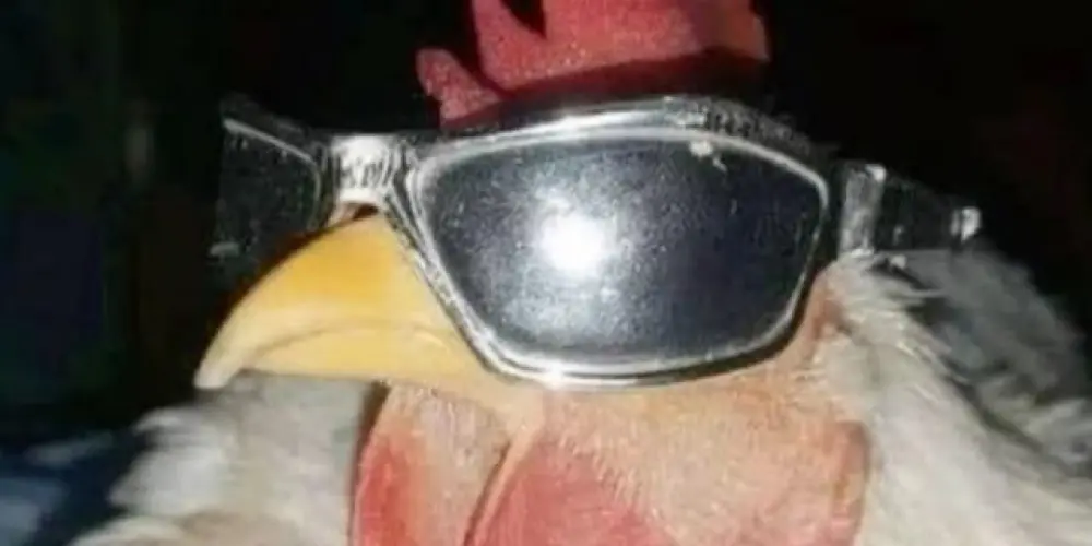 Imagem do grupo de WhatsApp Conversas livres