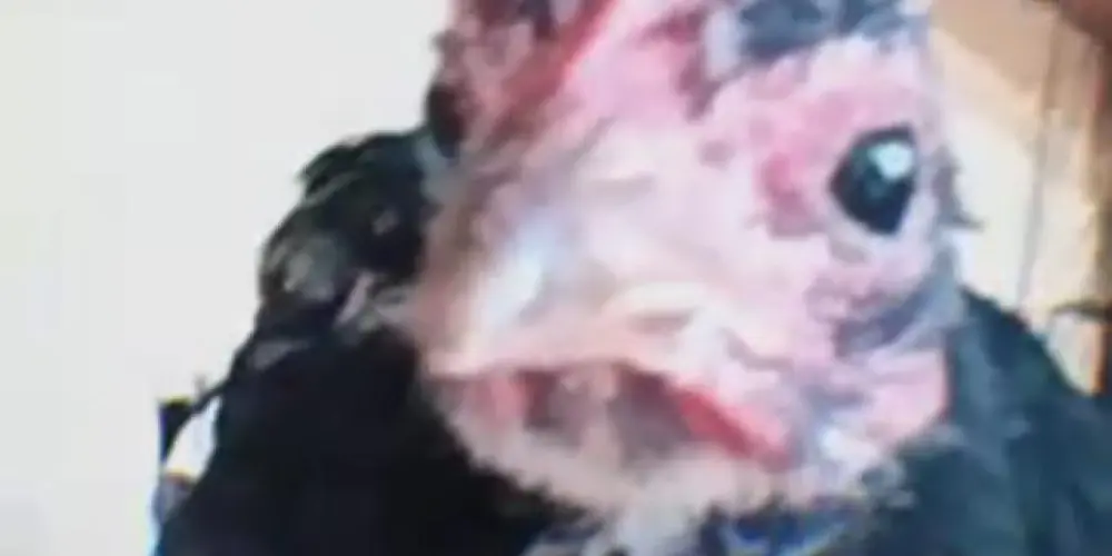 Imagem do grupo de WhatsApp Conversas livres