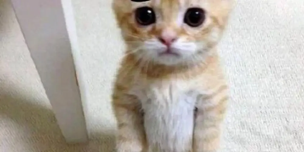 Imagem do grupo de WhatsApp Conversinhas normais