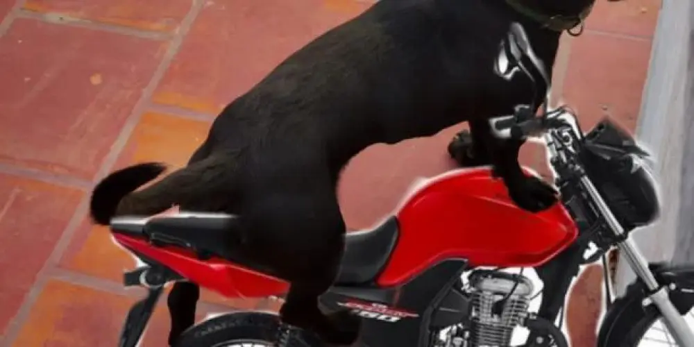 Imagem do grupo de WhatsApp Corninhos 6