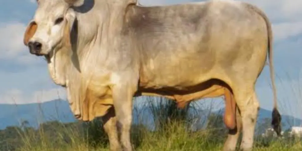 Imagem do grupo de WhatsApp Cornos mansos