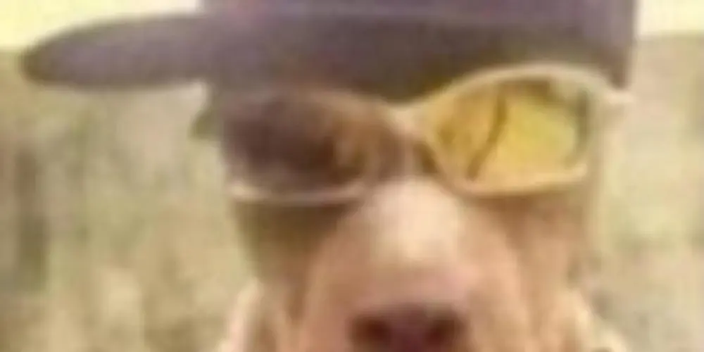 Imagem do grupo de WhatsApp Crazy life