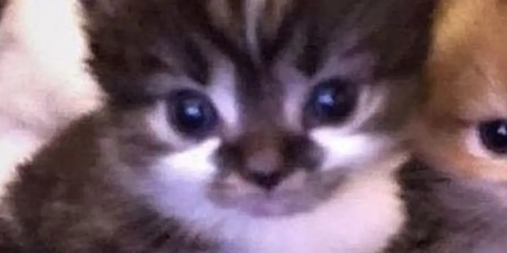 Imagem do grupo de WhatsApp Creçendo canais