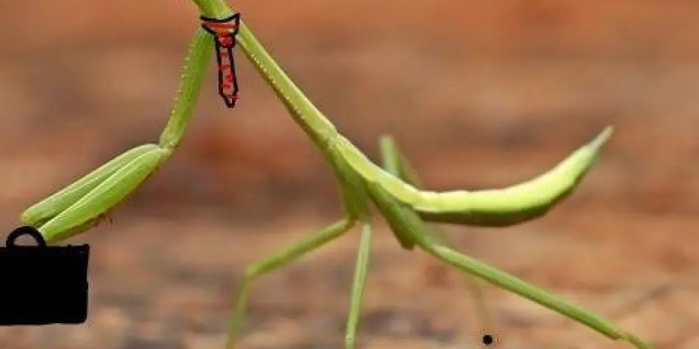 Imagem do grupo de WhatsApp CRI CRI CRI 🦗