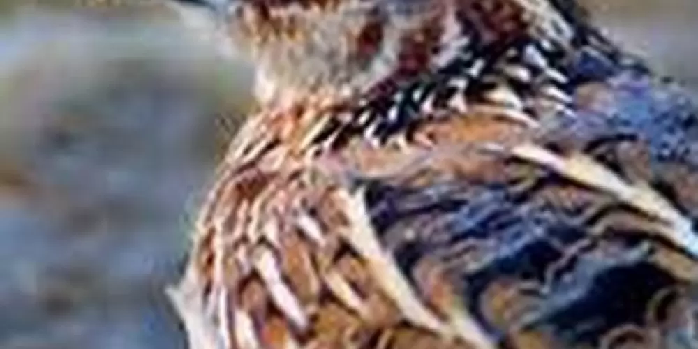 Imagem do grupo de WhatsApp Criação de codornas gigantes