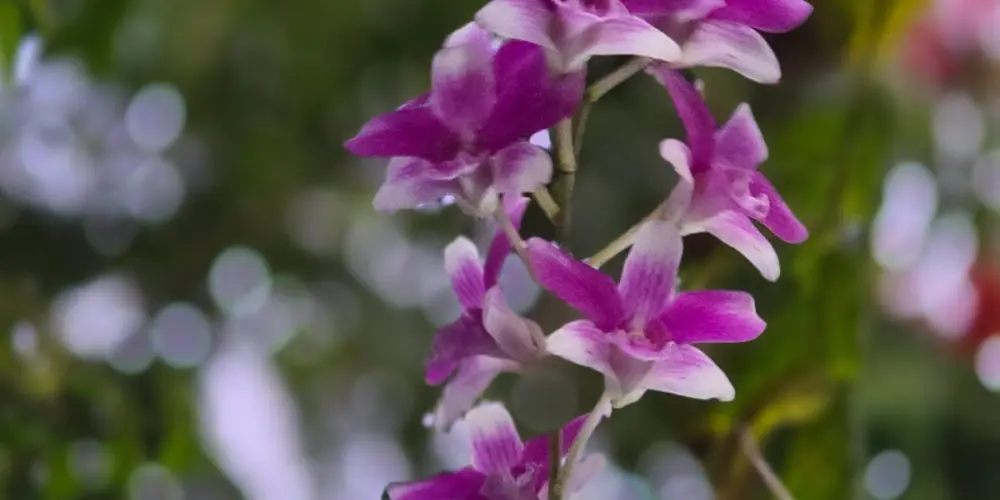 Imagem do grupo de WhatsApp Criações de Fé