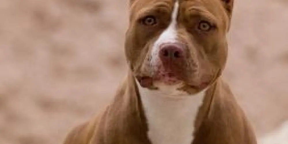 Imagem do grupo de WhatsApp CRIADORES DA RAÇA PITBULL