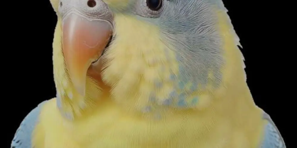 Imagem do grupo de WhatsApp Criadores de Aves de PE 🕊️🐥