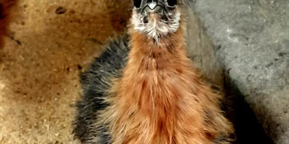 Imagem do grupo de WhatsApp Criadores de galinhas sedosas do Japão