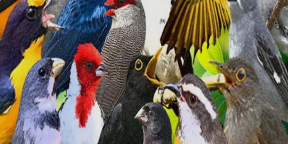 Imagem do grupo de WhatsApp Criadores de "Papa- capim,coleiro, bigodinho", etc.