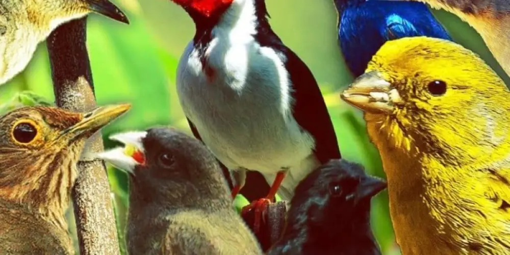 Imagem do grupo de WhatsApp Criadores de pássaros