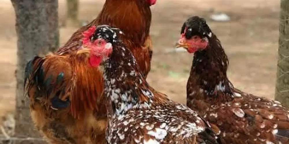 Imagem do grupo de WhatsApp Criando poedeiras no sistema caipira