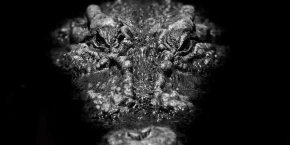 Imagem do grupo de WhatsApp Crocodilianos  🐊