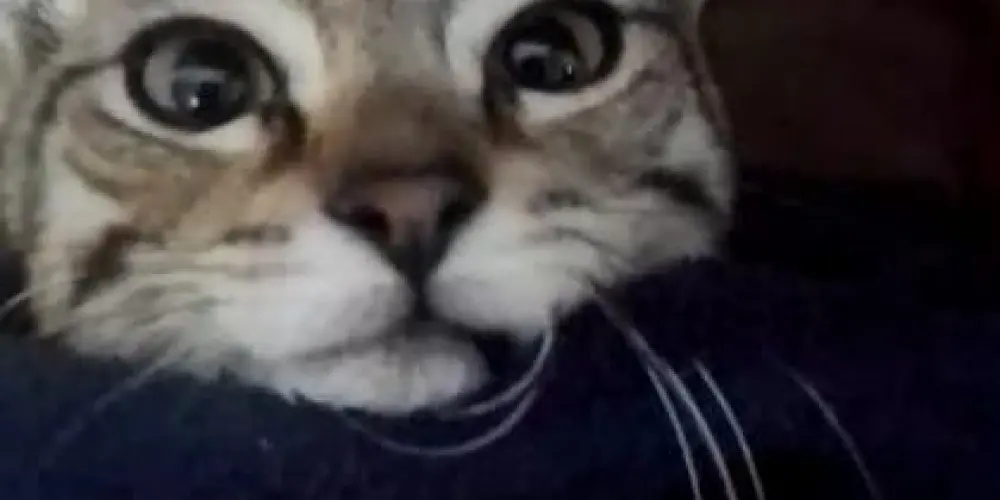 Imagem do grupo de WhatsApp Crônicas da loucura absoluta