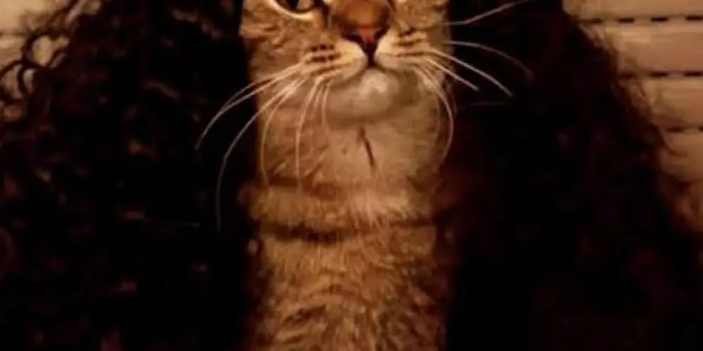 Imagem do grupo de WhatsApp CUCURELLA™ 𖤐 millena e top e o resto é sutiã