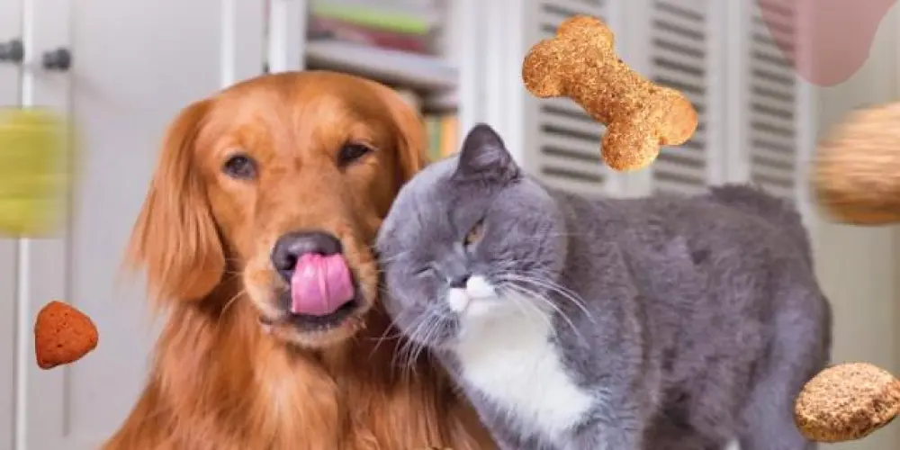 Imagem do grupo de WhatsApp Cuidados com o seu pet🤩❤️