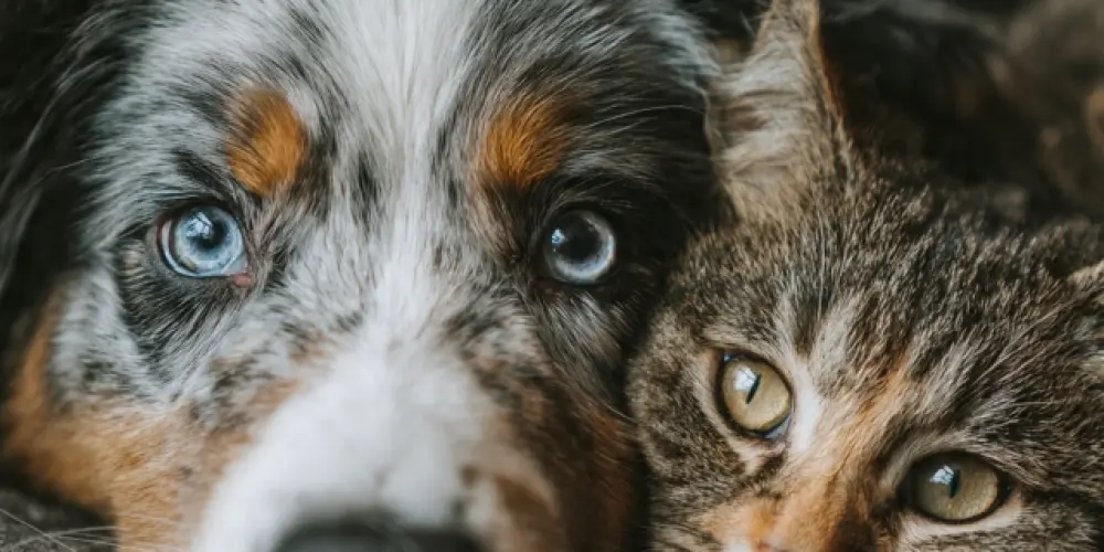 Imagem do grupo de WhatsApp Cuidados com seu pet🐶