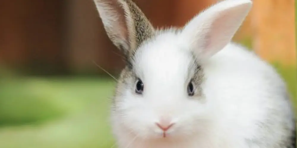 Imagem do grupo de WhatsApp Cuide de seu coelho🐰