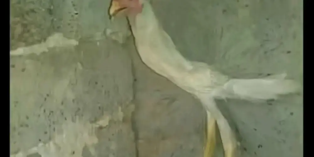 Imagem do grupo de WhatsApp CULTO DA HOLLY