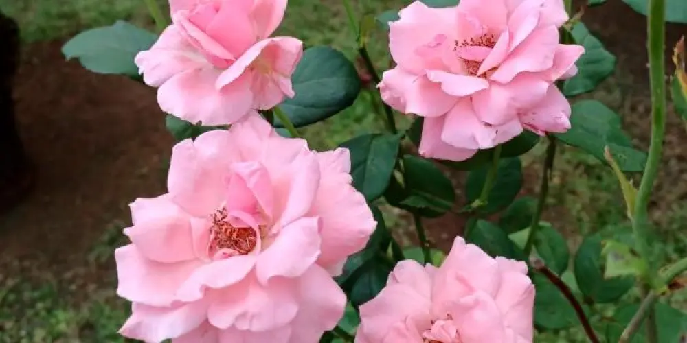 Imagem do grupo de WhatsApp Cupido ❤️