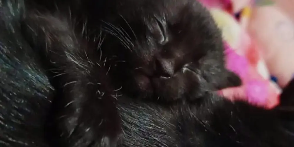 Imagem do grupo de WhatsApp Cururus molhados