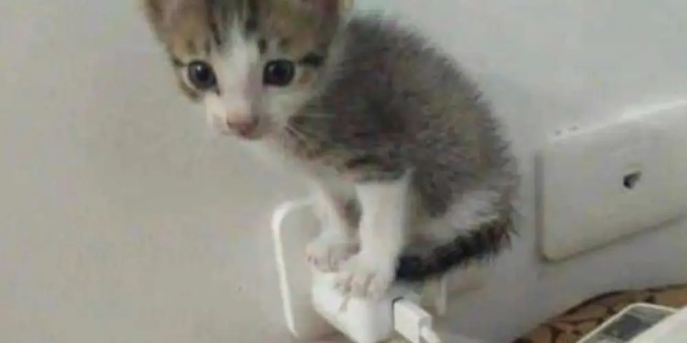 Imagem do grupo de WhatsApp Cute Boys