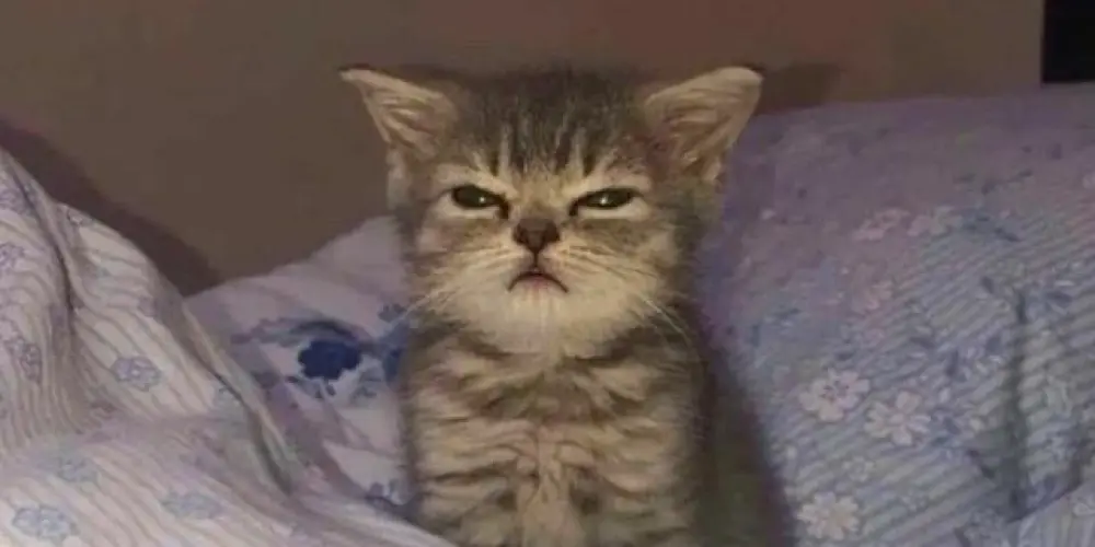 Imagem do grupo de WhatsApp DA NORTE ⚡⚡