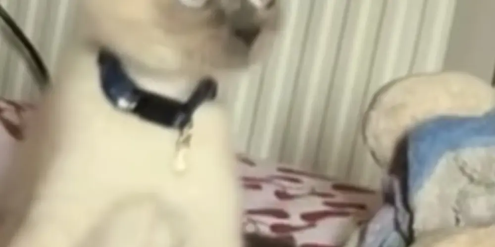 Imagem do grupo de WhatsApp Dafuria e debinha