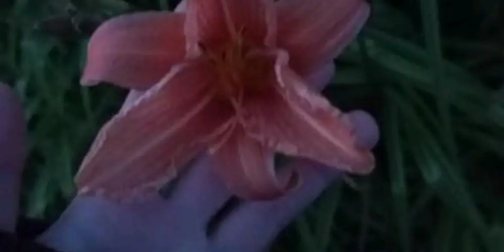 Imagem do grupo de WhatsApp Daily da duque