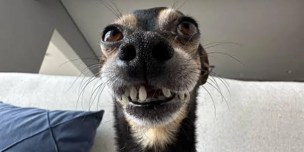 Imagem do grupo de WhatsApp 🎀🐺 DARK WEB 🐺🎀