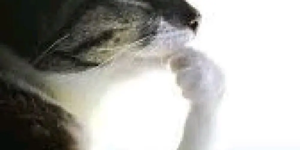 Imagem do grupo de WhatsApp Debi e Loide