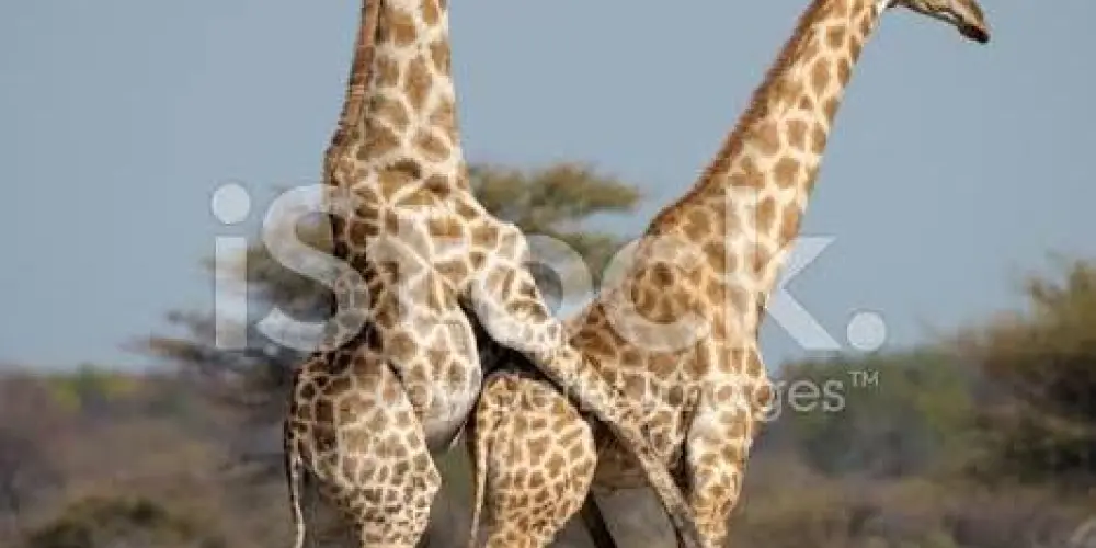 Imagem do grupo de WhatsApp DEEP WEB GROUP