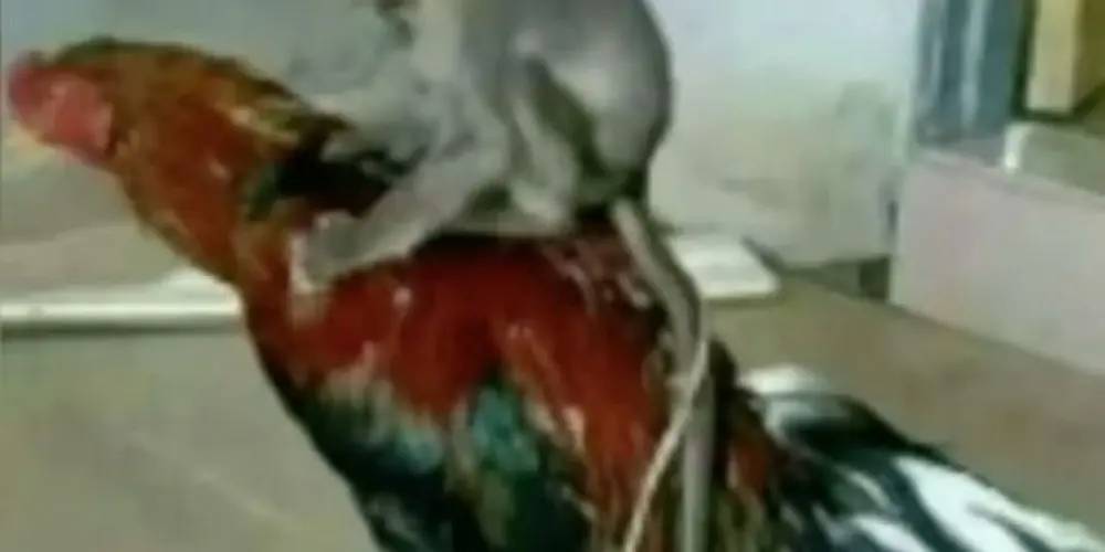 Imagem do grupo de WhatsApp dei uma fuga na tática