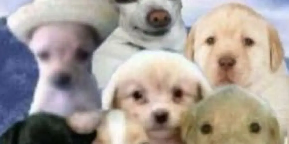 Imagem do grupo de WhatsApp demonhaos