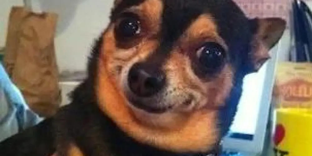 Imagem do grupo de WhatsApp depois penso num nome