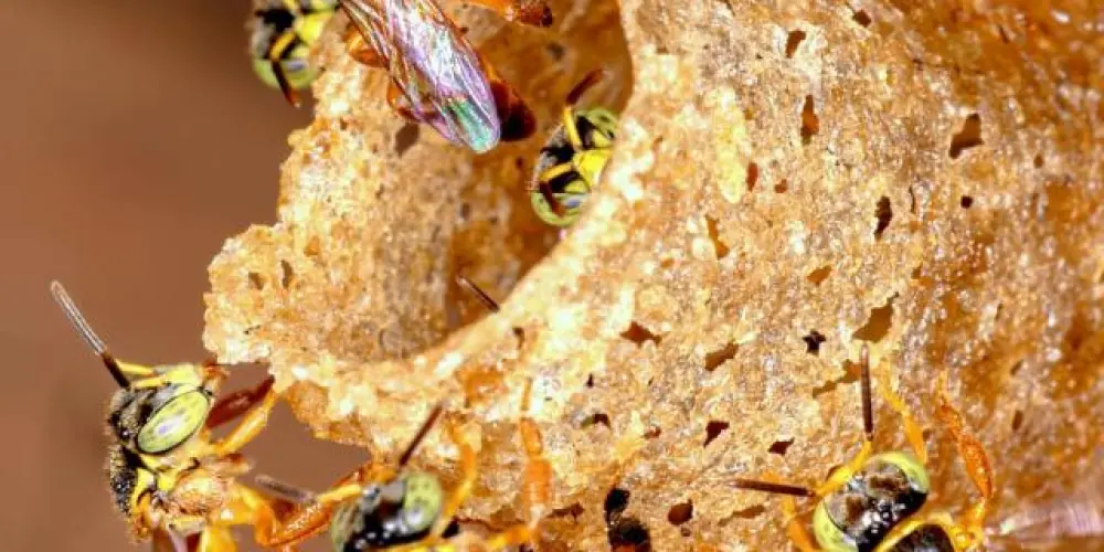 Imagem do grupo de WhatsApp Desapego Melipono 🐝
