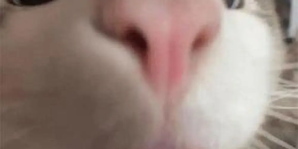 Imagem do grupo de WhatsApp Desempregados 😝❤️