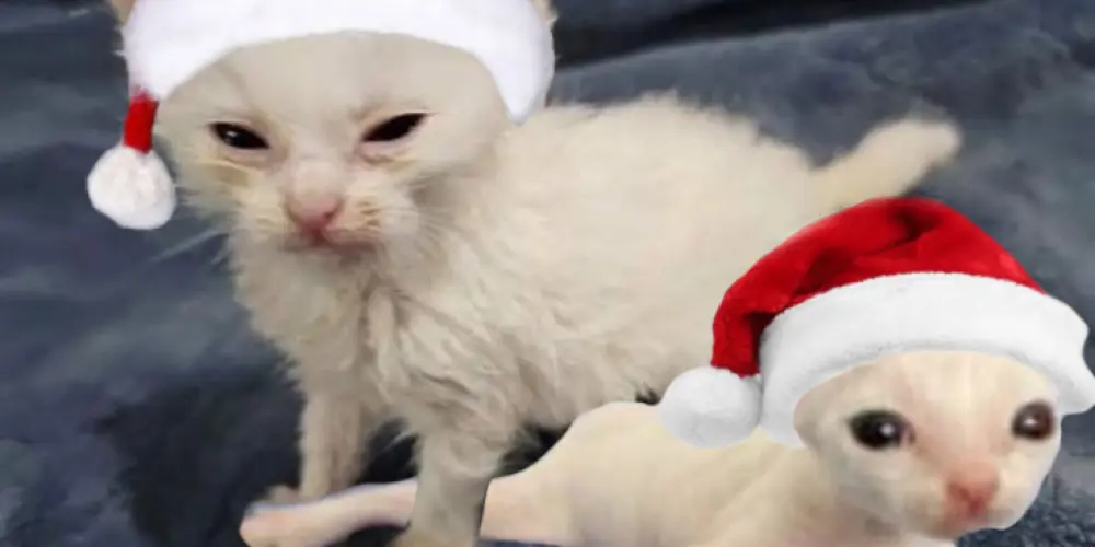 Imagem do grupo de WhatsApp Desertores do caos (falido por enquanto)