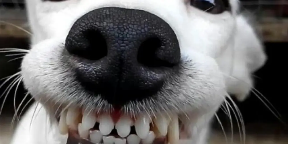 Imagem do grupo de WhatsApp Desocupados