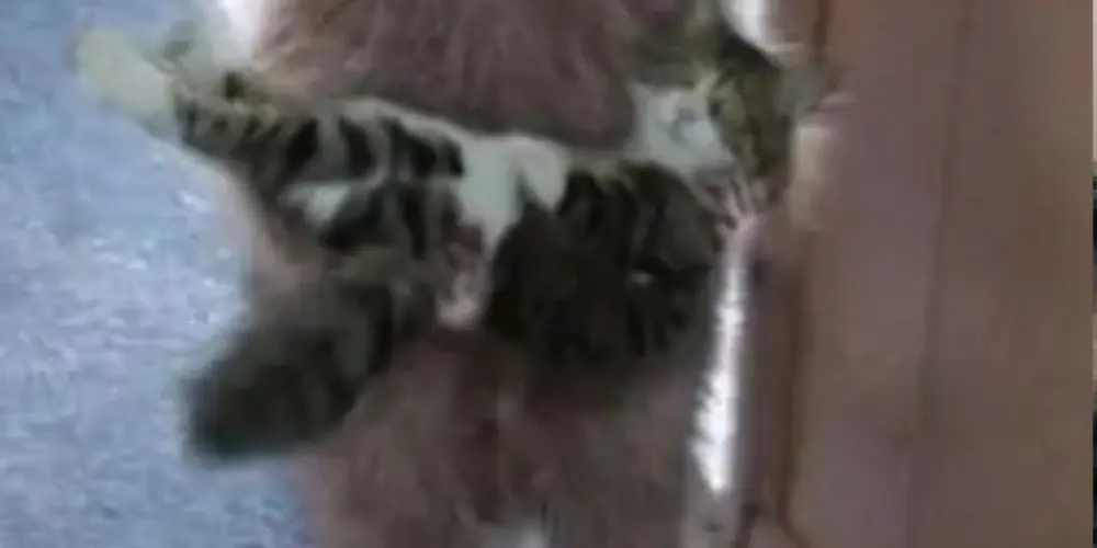 Imagem do grupo de WhatsApp desunidos & lascados