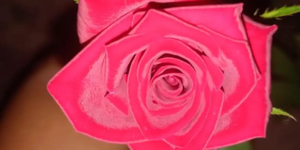 Imagem do grupo de WhatsApp dicas para saúde das plantas