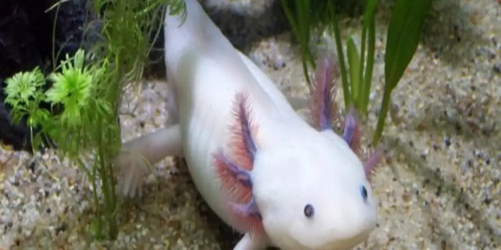 Imagem do grupo de WhatsApp diferentes👍