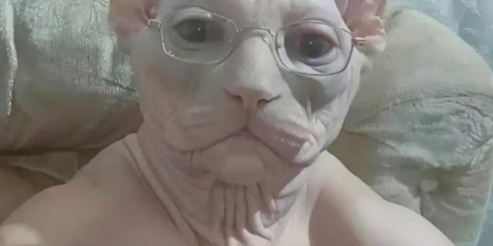 Imagem do grupo de WhatsApp Dinossauros 💅🏼🫦